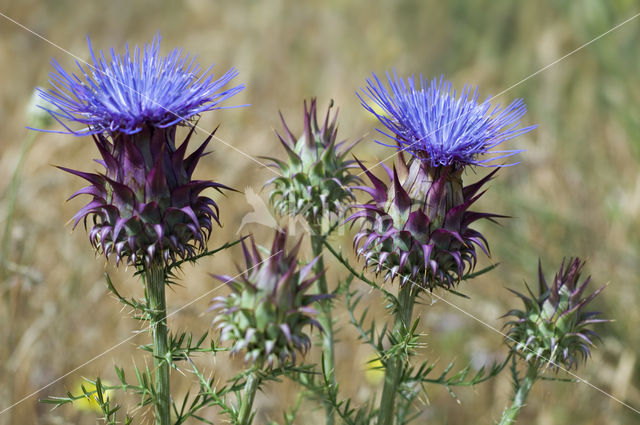 Kardoen (Cynara cardunculus)