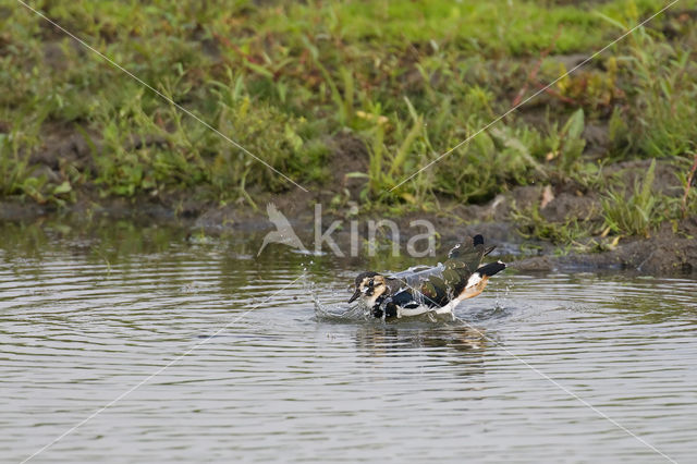 Kievit (Vanellus vanellus)