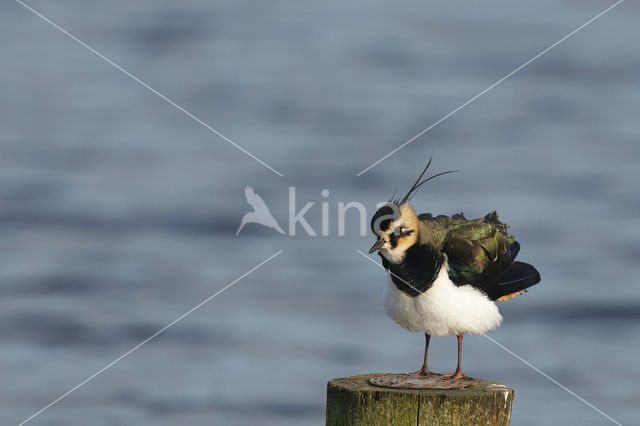 Kievit (Vanellus vanellus)