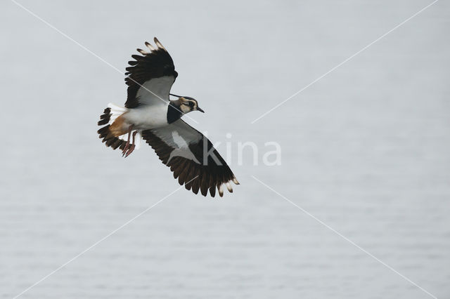 Kievit (Vanellus vanellus)