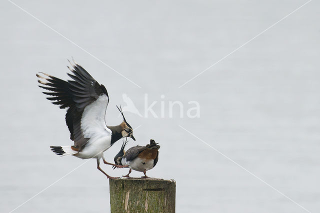 Kievit (Vanellus vanellus)