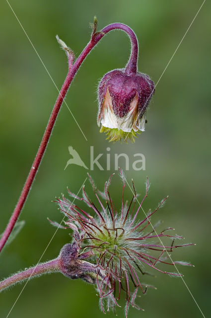 Knikkend nagelkruid (Geum rivale)