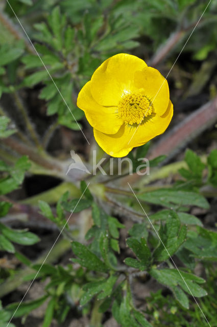 Knolboterbloem (Ranunculus bulbosus)