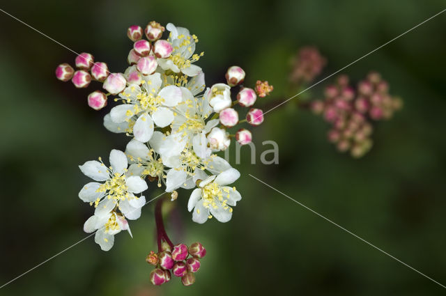 Knolspirea (Filipendula vulgaris)