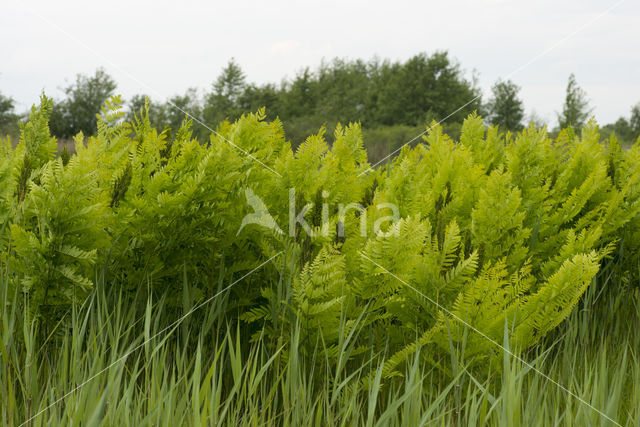 Koningsvaren (Osmunda regalis)