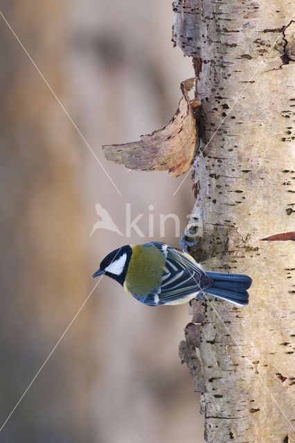 Koolmees (Parus major)