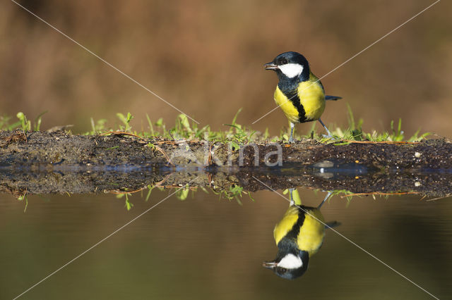 Koolmees (Parus major)