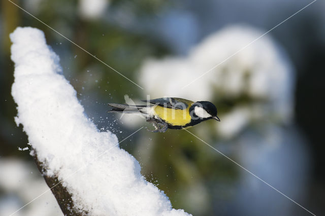 Koolmees (Parus major)