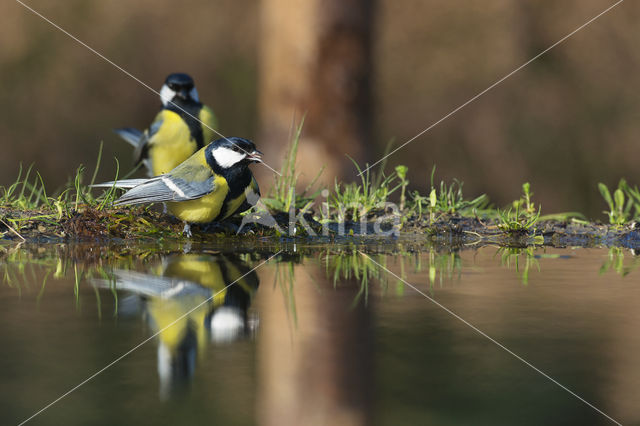 Koolmees (Parus major)