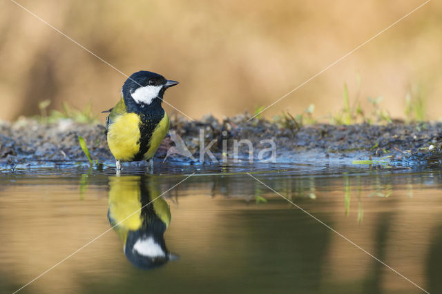 Koolmees (Parus major)