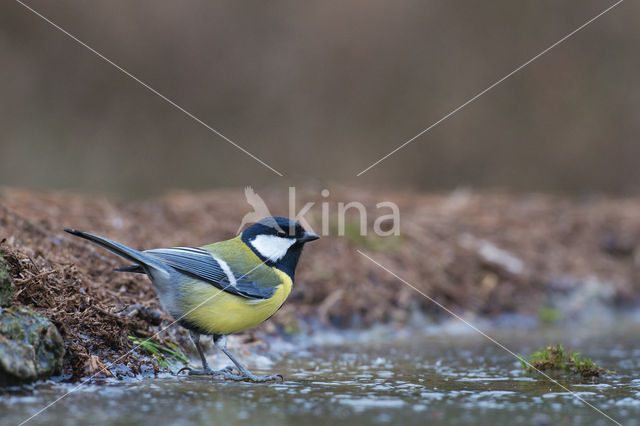 Koolmees (Parus major)