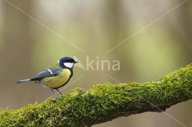 Koolmees (Parus major)