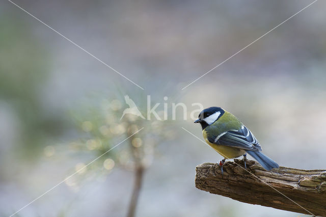 Koolmees (Parus major)