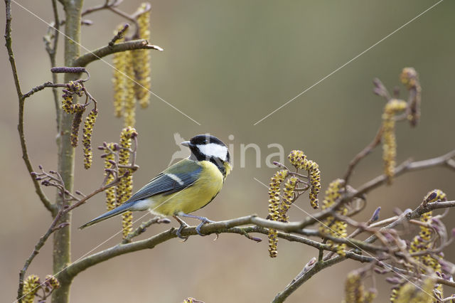 Koolmees (Parus major)