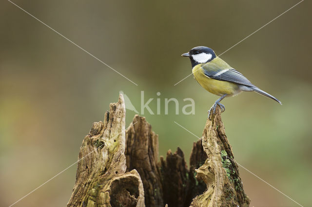 Koolmees (Parus major)