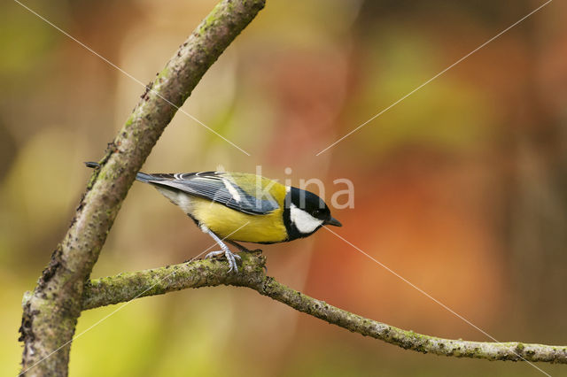 Koolmees (Parus major)