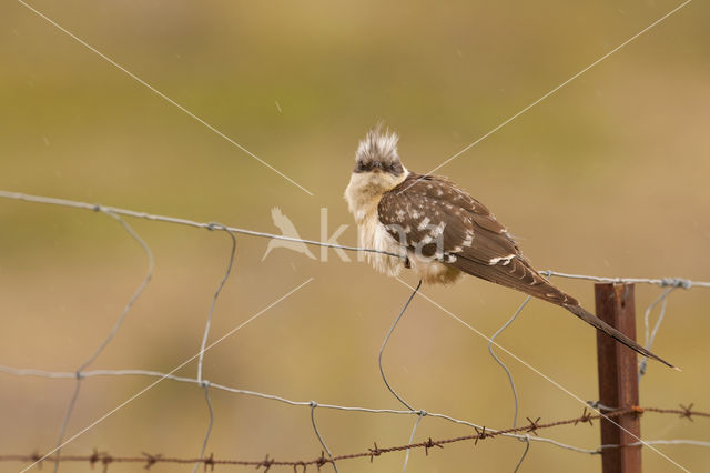 Kuifkoekoek (Clamator glandarius)