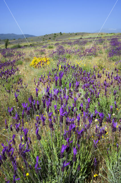 Lavendel