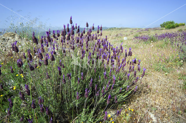 Spanish Lavender (Lavandula stoechas)