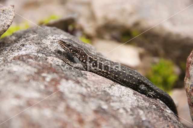 Levendbarende hagedis (Zootoca vivipara)