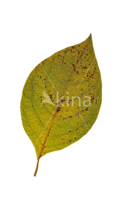 Lindera reflexa