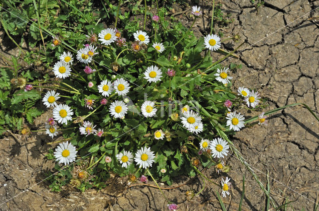 Madeliefje (Bellis perennis)