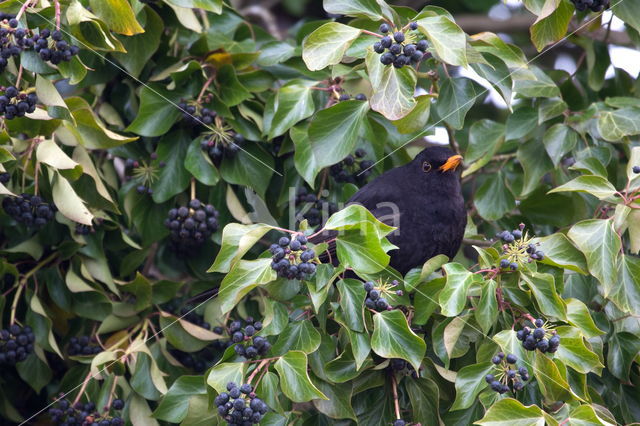 Merel (Turdus merula)