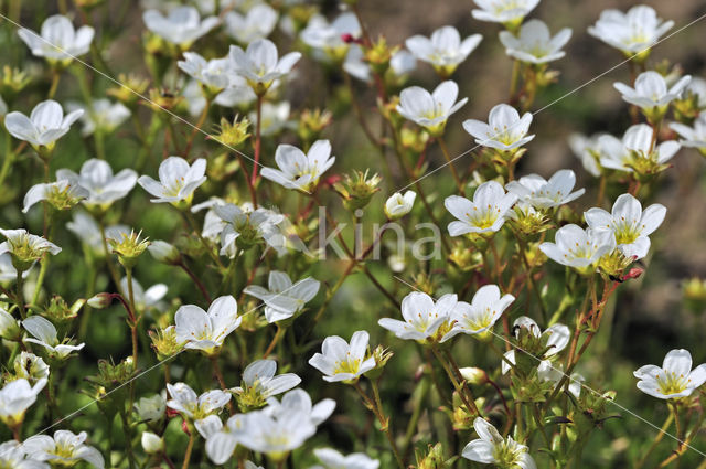 Mossteenbreek (Saxifraga hypnoides)