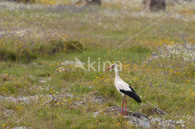 Ooievaar (Ciconia ciconia)