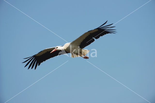 Ooievaar (Ciconia ciconia)