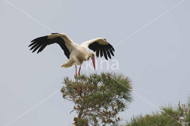 Ooievaar (Ciconia ciconia)