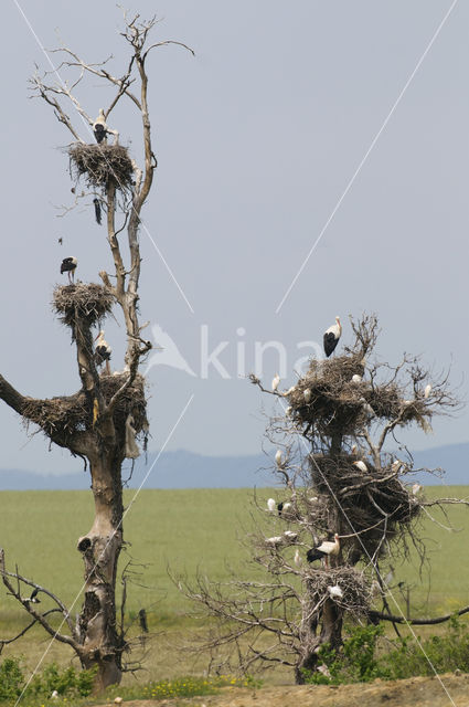 Ooievaar (Ciconia ciconia)