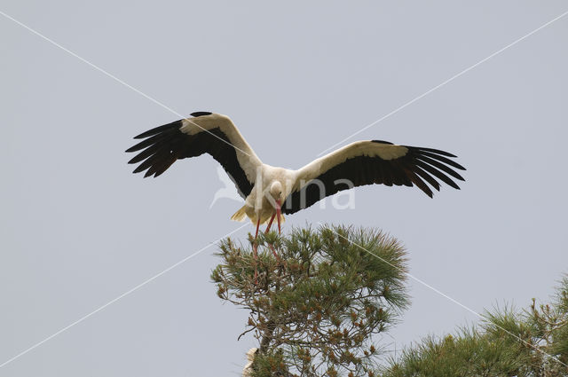 Ooievaar (Ciconia ciconia)