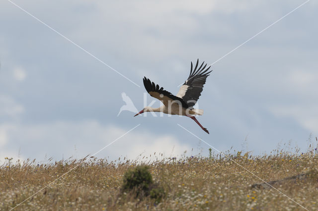 Ooievaar (Ciconia ciconia)