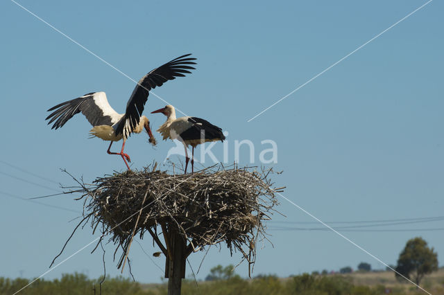 Ooievaar (Ciconia ciconia)