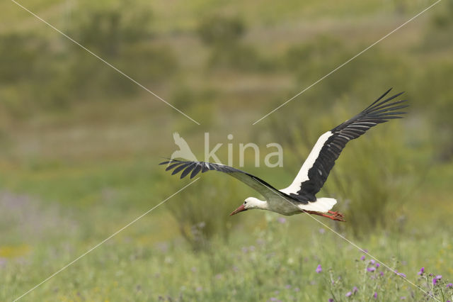 Ooievaar (Ciconia ciconia)