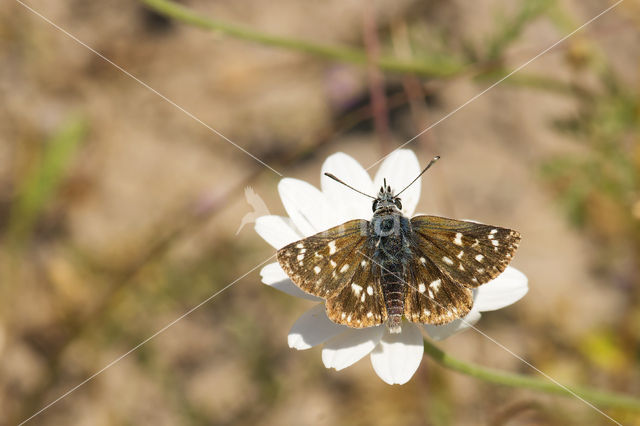 Oostelijk kalkgraslanddikkopje (Spialia orbifer)