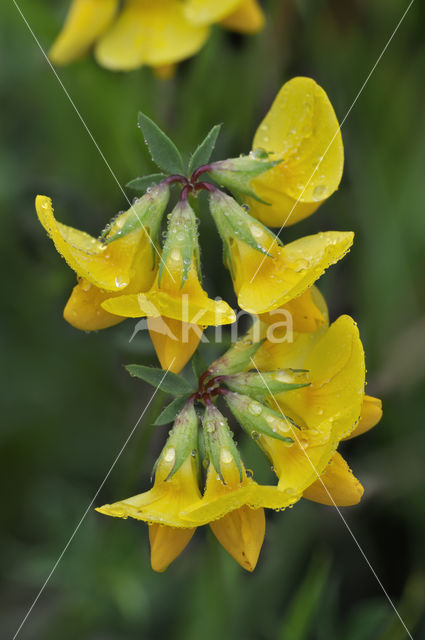 Paardenhoefklaver (Hippocrepis comosa)