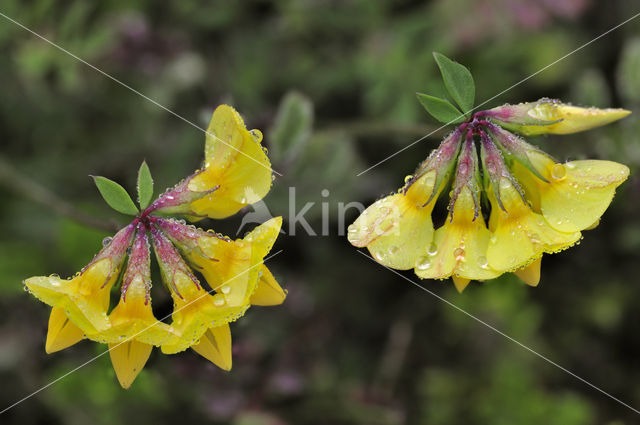 Paardenhoefklaver (Hippocrepis comosa)