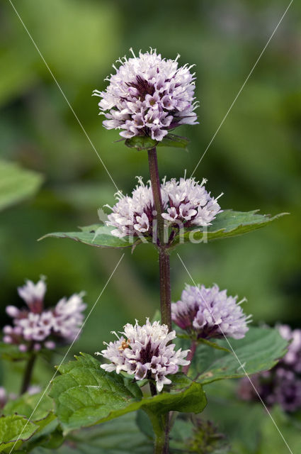 Pepermunt (Mentha x piperita)