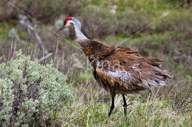 Prairiekraanvogel (Grus canadensis)