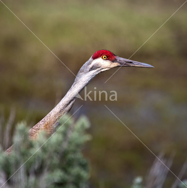 Prairiekraanvogel (Grus canadensis)