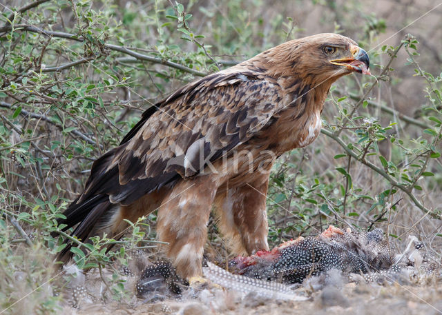 Savannearend (Aquila rapax)