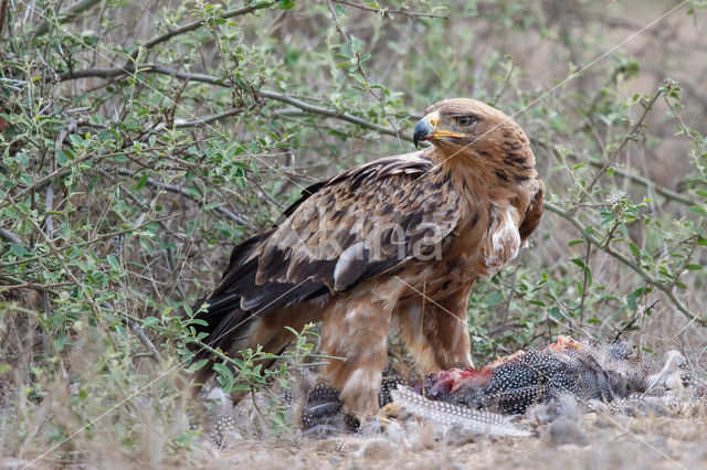 Tawny Eagle (Aquila rapax)