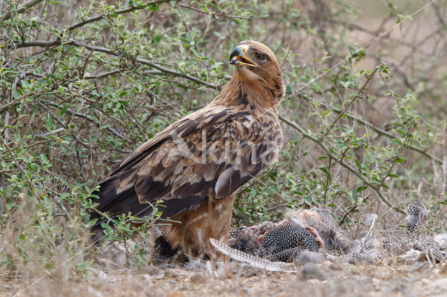 Savannearend (Aquila rapax)