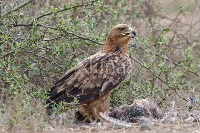 Savannearend (Aquila rapax)