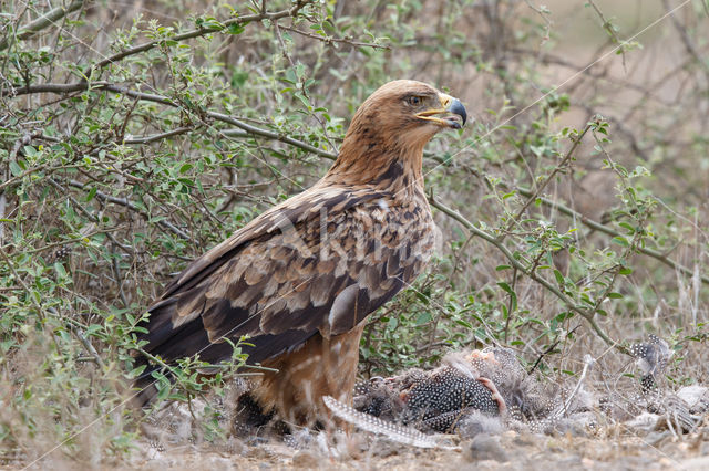 Tawny Eagle (Aquila rapax)