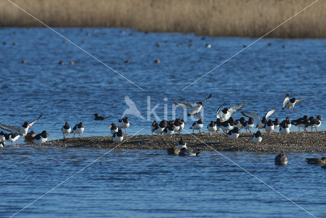 Scholekster (Haematopus ostralegus)