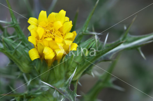 Scolymus hispanicus