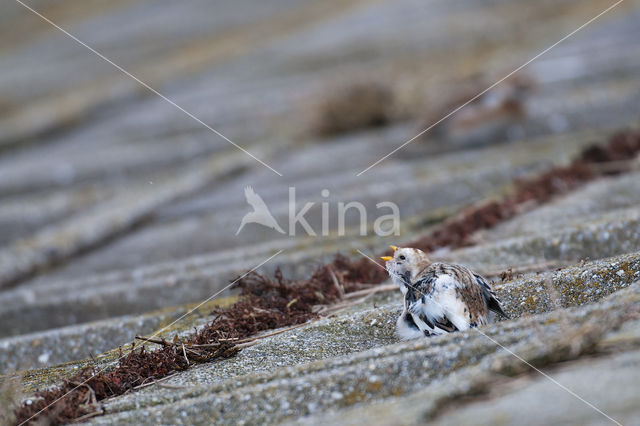 Sneeuwgors (Plectrophenax nivalis)